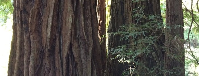 Muir Woods National Monument is one of SF Favs.