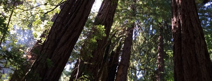 Muir Woods National Monument is one of Northern CA.