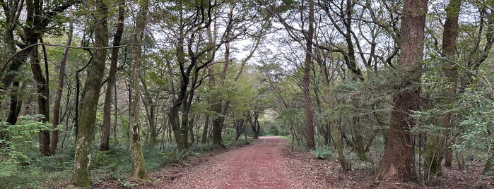 Saryeoni Forest Path Entrance is one of 2017 제주 가족여행.