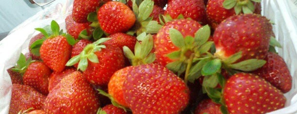 Strawberry Fields of Kendall is one of dates.