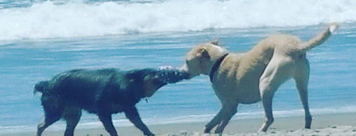Coronado Dog Beach is one of Posti che sono piaciuti a Kelly.