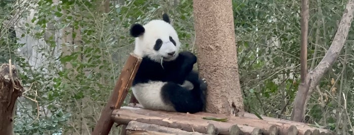 Moonlight Delivery House for Giant Pandas is one of Chengdu.