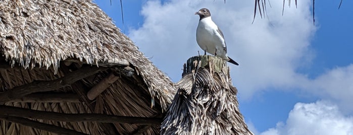 Conch House Reggae Sunday is one of St augustine.