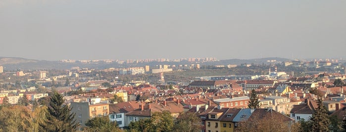 Čikoria is one of Brno.