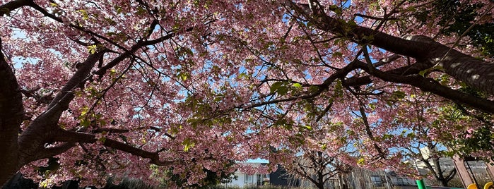 駒込 桜の穴場
