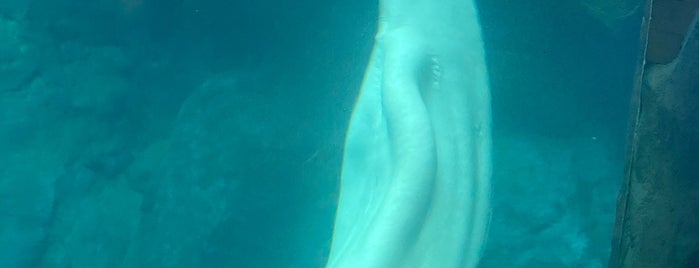Beluga Tank is one of Places I have gone.