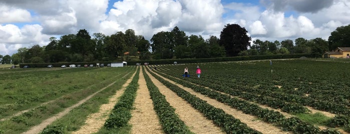 Mariebergs Självplock - Jordgubbar is one of Sweden with kid.