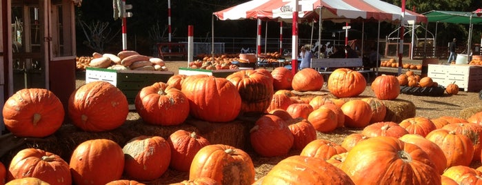 Best Pumpkin Patches in the Valley