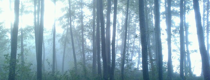 Эпический лес у Туголесского озера is one of Tempat yang Disukai Di.