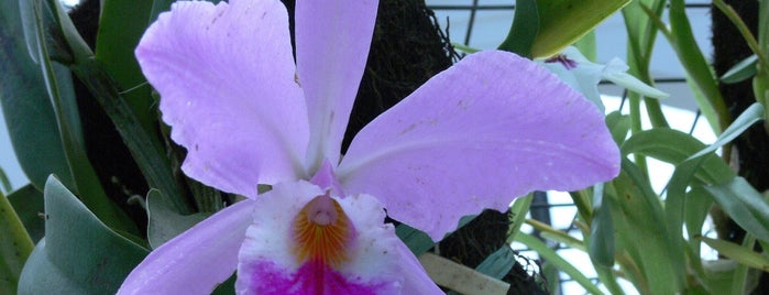 Orquidário is one of Rio de Janeiro turismo.