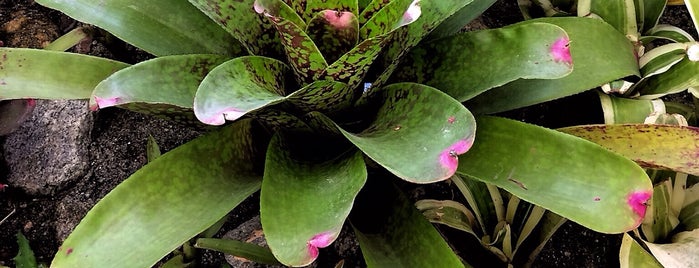 Bromeliário is one of PIC.