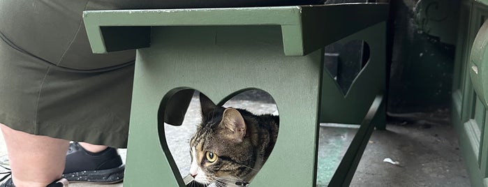 Pillow-Cat Books is one of Cool Bookstores & Libraries.