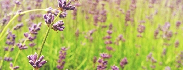 Yorkshire Lavender is one of Posti che sono piaciuti a Aysha.