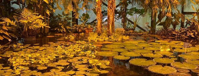 Оранжерея водных растений is one of парки и аллеи.