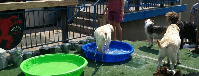The Watering Bowl is one of Dog-Friendly Denver.