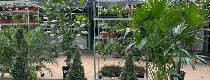 Tall Plants is one of Houston Plants.