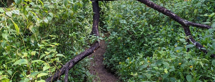 'Okolehao Trail is one of hawaii.