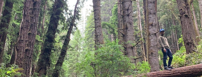 Stillwater Cove Regional Park is one of Tammyさんのお気に入りスポット.