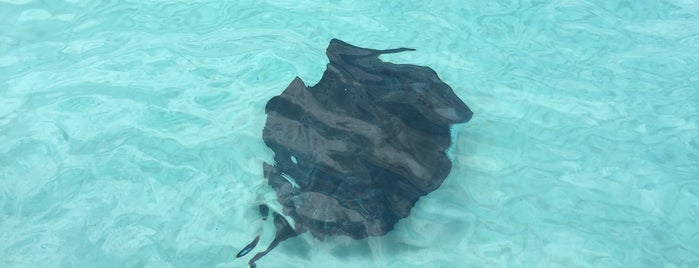 Sting Ray City is one of Grand Caymans.