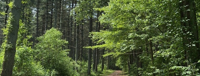 Blackbird State Forest is one of Slower Lower.