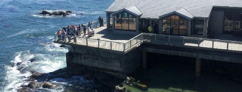 Monterey Bay Aquarium is one of Favorite SF Bay Area haunts.