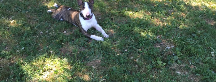 Henry Street Dog Park is one of Locais salvos de Jeff.