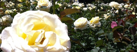 Rose Garden is one of AR Buenos Aires.