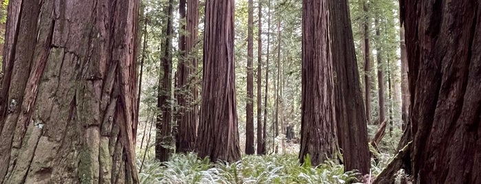 Stout Memorial Grove is one of PCH.