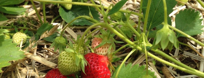 Foster Family Farm is one of Lugares favoritos de Ben.