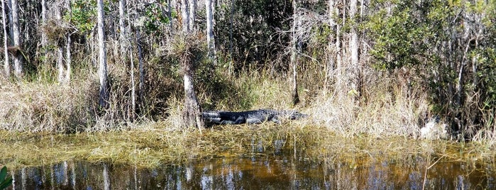 Big Cypress Wildlife Management Area is one of Lugares favoritos de Lizzie.