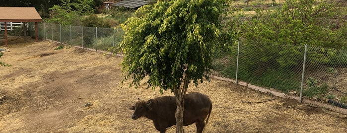 Canzelle Alpacas is one of Rex'in Beğendiği Mekanlar.