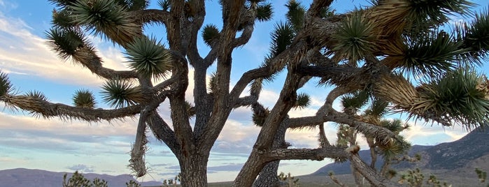 Joshua Tree Forest is one of Marlonさんのお気に入りスポット.