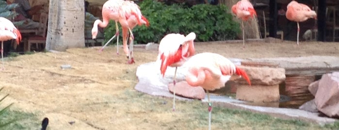 Flamingo Wildlife Habitat is one of Las Vegas maybes.