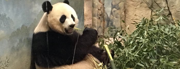 Smithsonian’s National Zoo is one of Must Hit DC.