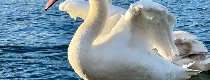 The Round Pond is one of İngiltere Londra Bonus.