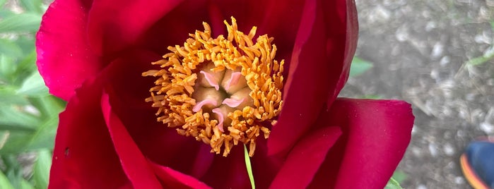 Peony Garden In The Arb is one of Ann Arbor.