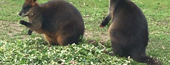 Moeras Wallabies is one of Diergaarde Blijdorp 🇳🇬.