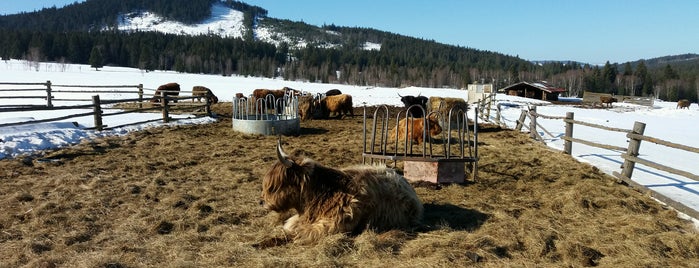 Skotský náhorní skot (Highland cows) is one of Radoslav'ın Beğendiği Mekanlar.