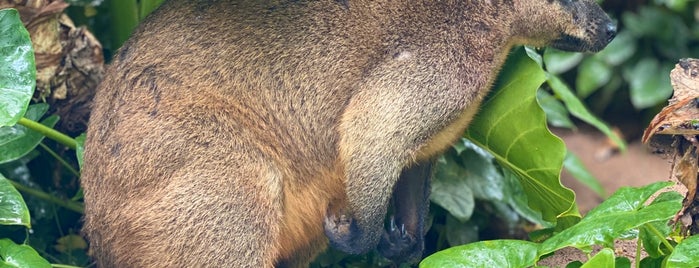 Rainforestation Nature Park is one of Lugares guardados de Harvee.