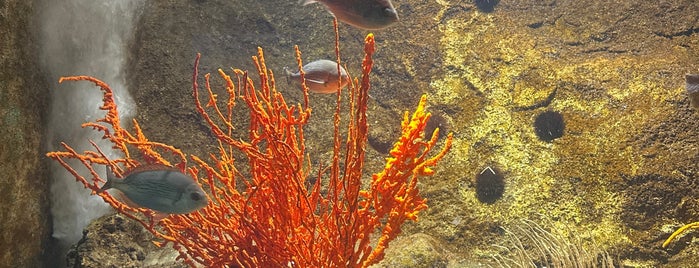 Dubrovnik Aquarium is one of Dubrovnik 2012.