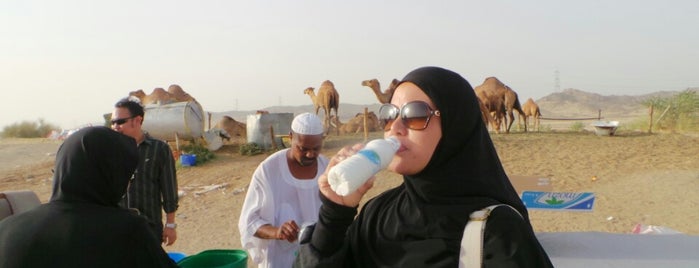 Camel Farm is one of Umrah.
