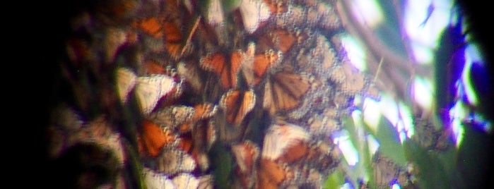 Coronado Butterfly Preserve is one of Santa Barbara Guide.