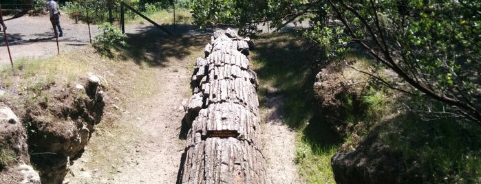 The Petrified Forest is one of Calistoga.