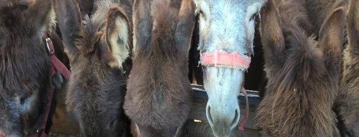 Farma Magaraca Martinici / Donkey Farm is one of Recommended_KH in Montenegro....