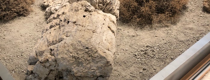 Natural History Museum of the Lesvos Petrified Forest is one of 2014 Road Trip.