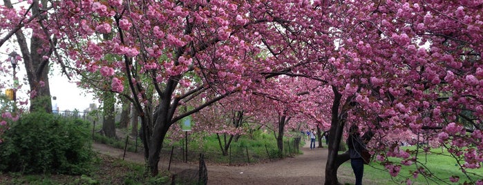 Central Park Cherry Blossoms is one of New York.