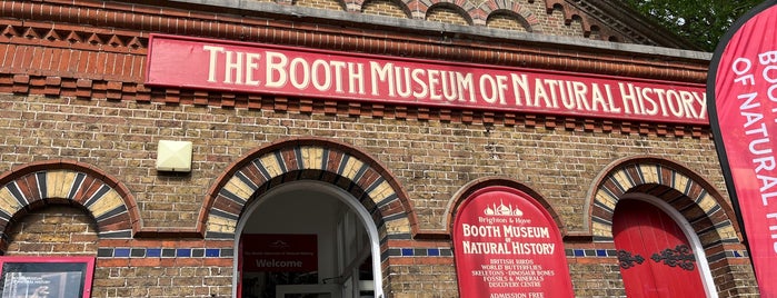 Booth Museum of Natural History is one of Brighton.