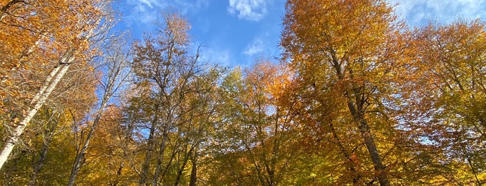 Yedigöller Habitat Bungalov Evler is one of Locais curtidos por Pınar- Musa.