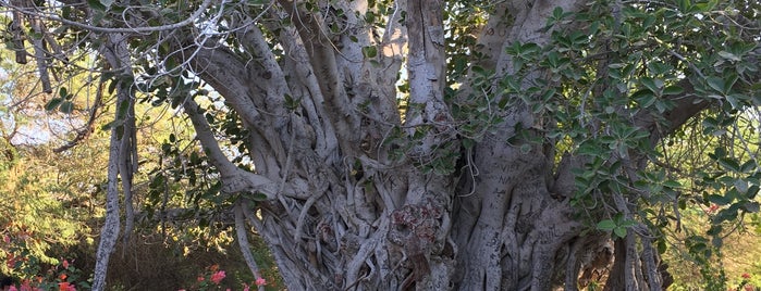 درخت سبز is one of Orte, die Atefe Alimohammad gefallen.