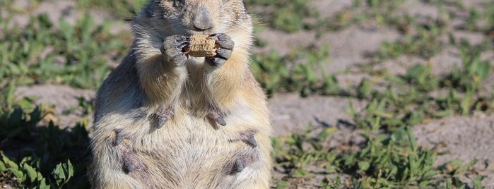 Prairie Dog Ranch is one of Rapid City, SD.